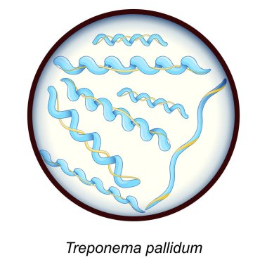 Treponema pallidum. bacteria that cause diseases syphilis, bejel, yaws. Close-up of a Bacterial pathogen. Sexually transmitted disease and Spirochete infection. Genital infection. Vector poster clipart