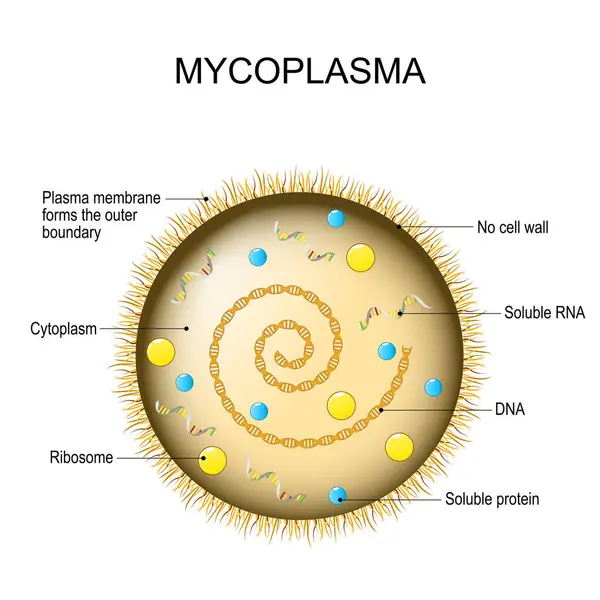 Mycoplasma Bakteriális Sejtszerkezet Szexuális Úton Terjedő Betegség Vektorillusztráció Jogdíjmentes Stock Vektorok