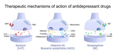 Antidepresan ilaçların terapi mekanizmaları. Antidepresan reseptörleri ve Histamine, Muscarinic asetilkolin, Norepinefrin ve Serotonin taşıyıcı proteinleri bloke eder. Nöron dendritleri arasındaki sinaptik yarıklara yakın çekim