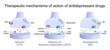Therapeutic mechanisms of action of antidepressant drugs. Antidepressant blocks receptors and monoamine transporter proteins of Histamine, Muscarinic acetylcholine, Norepinephrine and Serotonin. Close-up of synaptic clefts between dendrites of neuron clipart