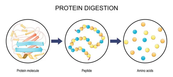 stock vector Protein Digestion. Enzymes proteases and peptidases are digestion breaks the protein into smaller peptide chains and into single amino acids, which are absorbed into the blood. Vector illustration