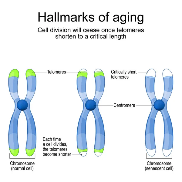 노화의 새롭고 선천적인 세포의 전후에 Telomeres를 염색체 분열은 텔로미어가 긴요한 스톡 벡터