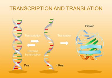 Yazı ve çeviri. DNA 'dan MRNA' ya. Protein sentezi. Genetik kod. RNA işleniyor. Gen ifadesi. Vektör diyagramı.