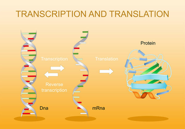 Transcription and translation. From DNA to mRNA. Protein synthesis. Genetic code. RNA processing. Gene expression. Vector diagram.