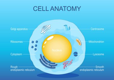 Hayvan hücresinin anatomisi. İnsan hücre yapısı. Tüm organeller: Nucleus, Ribosome, Rough endoplazmik retikulum, Golgi aparatı, mitokondron, sitoplazma, lizozom, Centrosome. Isometric düz vektör çizimi