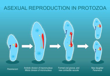 Asexual reproduction in Protozoa. Paramecia division. Isometric Vector. Flat illustration clipart