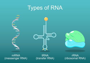 Types of RNA. tRNA for transfer, that helps to decode information present in mRNA, rRNA in ribosome, and mRNA that Reads by a ribosome in the process of synthesizing a protein. Vector poster. Isometric Flat illustration clipart