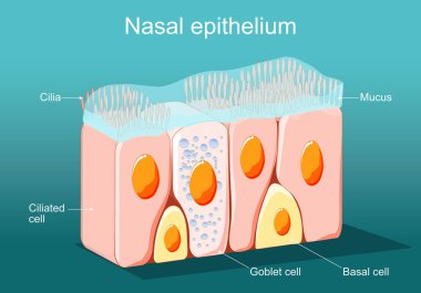 Burun epitelyumu. Kilitlenmiş sütun epitelyumu. Epitel hücreler mide, bağırsaklar, duodenum, fallop tüpleri, uterus, omuriliğin merkezi kanalı, burun, kulak ve tat alma tomurcukları astarını oluşturur. Kilitli hücreler. Solunum savunması