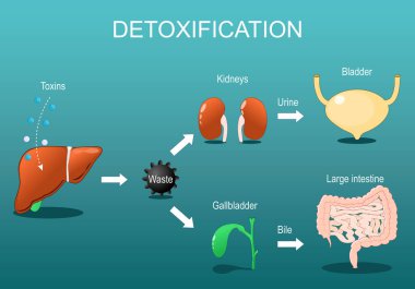Detoksifikasyon. Detox Pathways açıkladı. Karaciğere toksin girmesinden nötralize etmeye ve safra kesesi ve böbreklerle yok etmeye kadar. Metabolik detoksifikasyon ve Hepatik, Alkol ve Uyuşturucu metabolizması. Toksin temizliği. Vektör posteri. Isometric Düz İllus