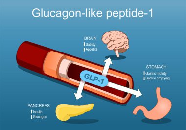 Glukagon benzeri peptit-1. Kan damarından pankreasa, beyin ve mideye kadar GLP-1. Satiety, Appetite hormonları, insülin, Glucagon, gastrik hareketlilik ve boşalma arasındaki ilişki. Vektör Isometric Düz İllüstrasyon.