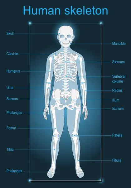 Human Skeleton Dark Background Scanning Human Anatomy Labeled All Bones — Stock Vector