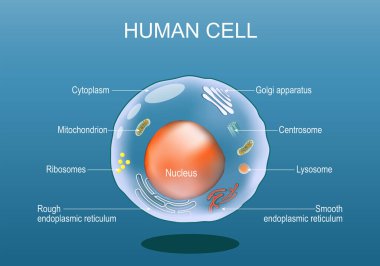 İnsan hücre anatomisi. Ökaryotik hücrenin yapısı. Tüm organeller: Nucleus, Ribosome, Rough endoplazmik retikulum, Golgi aparatı, mitokondron, sitoplazma, lizozom, Centrosome. Mavi arka planda bir hayvan hücresi. vektör illüstrasyonu