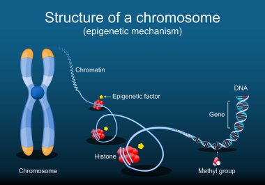 Kromozom yapısı. Epigenetik mekanizma. Epigenetik faktör, metil grup, Gene, DNA, kromozom, kromatin. Genom dizisi. Moleküler biyoloji. Vektör illüstrasyonu