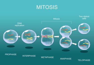 Mitoz aşamaları Interphase, Prophase ve Prometafaz 'dan Metafaz, Anafaz ve Telofaz' a kadar. Hücre bölünmesi. Hücre yaşam döngüsü. Vektör illüstrasyonu.