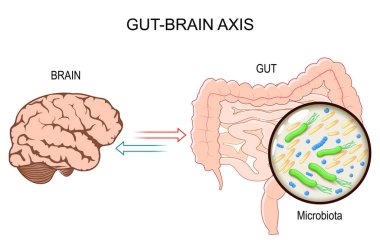 Gut-Beyin Ekseni. Bağırsak mikrobiyotunun beyin fonksiyonları üzerindeki etkisi ve ilişkisi. Mikrobiyom Bağırsak Beyin Ekseni ve Akıl Sağlığı. Enteric ve Merkezi Sinir Sistemi. Prebiyotik müdahaleler. Vektör illüstrasyonu
