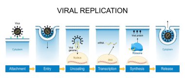 Viral kopyalama. Eklenti, Hücreye Giriş ve Transkripsiyon, mRNA üretimi, Virüs Bileşenleri Sentezi ve Serbest Kalım 'dan virüs yaşam döngüsü. Vektör illüstrasyonu