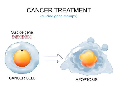 Kanser tedavisi. Kanser hücresi ve DNA ile intihar geni. İntihar gen terapisi ve apoptozdan önce hücre. Anti tümör bağışıklığı. Klinik deneyler. Programlanmış hücre ölümü. vektör illüstrasyonu