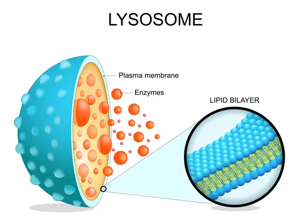Lysosom Anatomie Querschnitt Durch Eine Zellorganelle Nahaufnahme Einer Lipid Doppelschicht Stockvektor