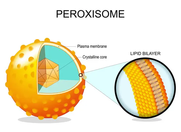 Anatomia Peroksysomów Przekrój Komórki Organelle Zbliżenie Lipidowej Dwuwarstwowej Błony Plazmowej Grafika Wektorowa