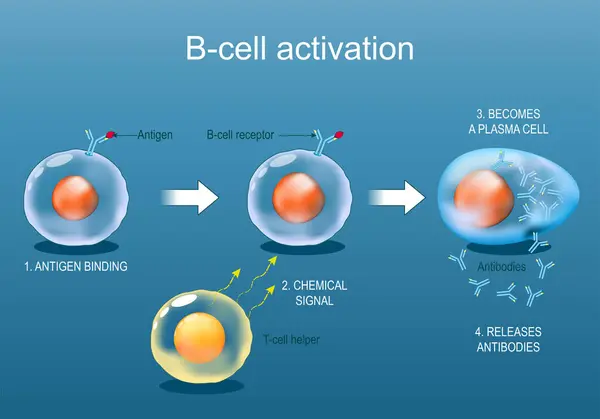 Sejt Leukocyta Aktiváció Antigénnel Antigén Kötődéstől Sejt Receptorhoz Sejt Segítő Vektor Grafikák