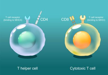 Helper T cells and Cytotoxic T-cells. CD8 and CD4 lymphocytes. Antigen presentation. TCR receptor on White blood cells. Adaptive immune response. Vector illustration clipart