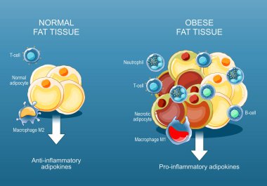 Dokuları, obeziteyi ve iltihabı yok et. Yağ hücrelerine yakın çekim. Obezite patolojisi. Anti-enflamatuar adipokinler. Lipit metabolizma. Sağlıklı yağ depolama riskleri. Vücut bileşimi. Vektör posteri. Düz Çizim. 