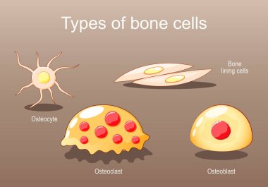 Kemik oluşumu, resorsiyon ve yenileme için kemik hücrelerinin türleri. Osteosit, astarlı hücreler, osteoblast, osteoclast. Osteogenez. Isometric düz vektör çizimi