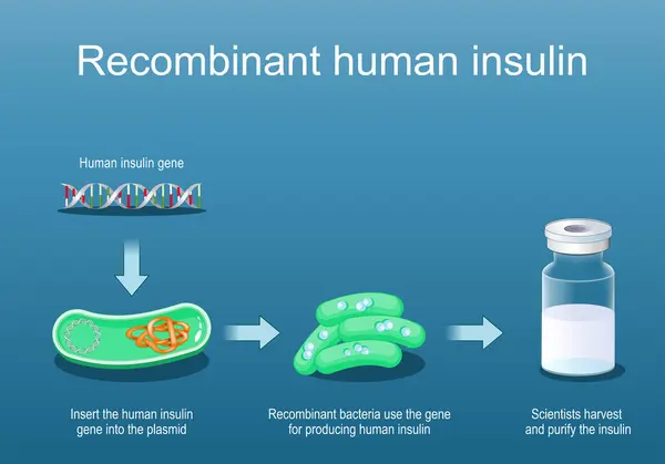 Рекомбінантний Інсулін Людини Рекомбінантні Бактерії Використовують Ген Виробництва Інсуліну Перетин Ліцензійні Стокові Ілюстрації