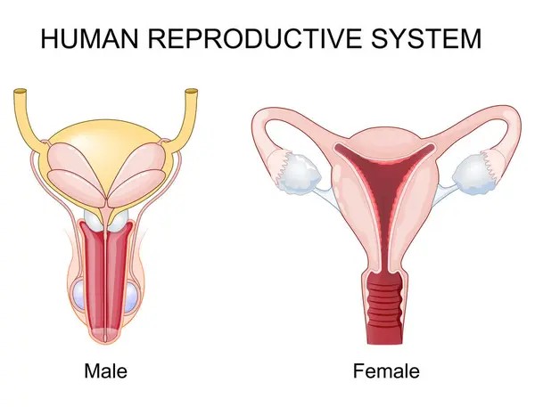 Das Menschliche Fortpflanzungssystem Weibliche Und Männliche Fortpflanzungsorgane Querschnitt Eines Uterus lizenzfreie Stockvektoren