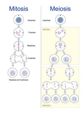 Cell division. differences between mitosis and meiosis. Cell cycle. Genetic variation. Vector illustration clipart