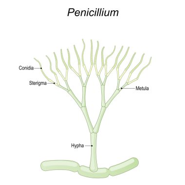 Penisilyum anatomisi. Gıda ve uyuşturucu üretiminde kullanılan mikroskobik mantarların yapısı. Mantarın bir parçası. Metula, sterigma, Conidia, Hypha 'ya yakın çekim. Beyaz arkaplanda izole edilmiş vektör illüstrasyonu.
