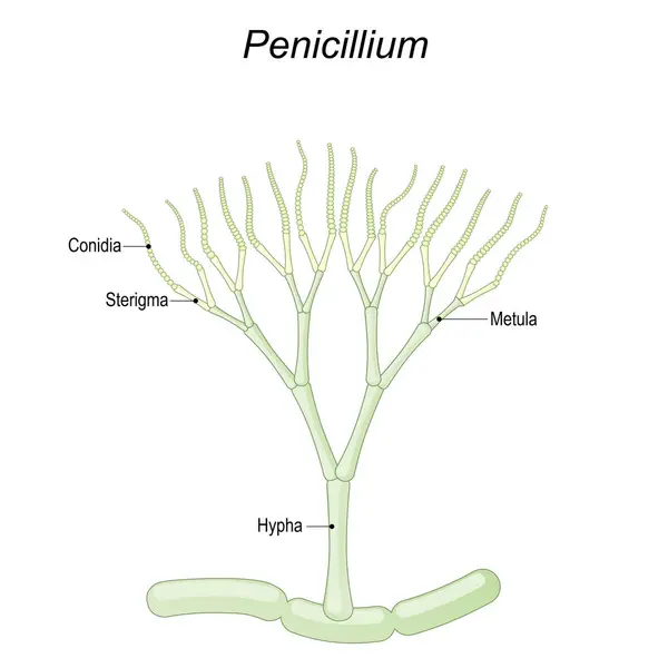 Penicillium Anatómia Mikroszkopikus Gombák Szerkezete Amelyeket Élelmiszer Gyógyszergyártásban Használnak Egy — Stock Vector