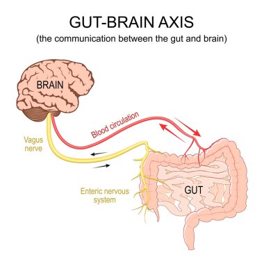 Bağırsak-beyin ekseni. Bağırsak ve beyin arasındaki iletişim. Kan dolaşımı, Vagus sinir sistemi ve Gastrointestinal sinir sistemi. Alt gastrointestinal bölge. Beyaz arkaplanda izole edilmiş vektör illüstrasyonu.