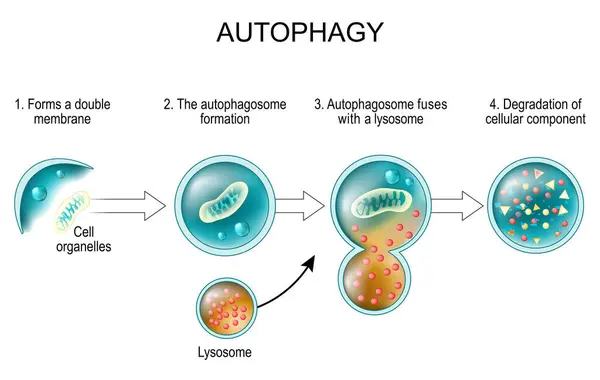 stock vector Autophagy process. From forms a double membrane and autophagosome formation to Autophagosome fuses with a lysosome and Degradation of cellular component. Cell recycling. Cancer therapy and Immune regulation. Cell organelles. vector illustration isola