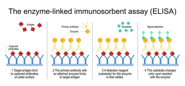 酵素関連の免疫吸収アッセイ 抗原を検出するためのサンドイッチElisaテストのステップ インフィニオアッセイ 抗体検出 白い背景で隔離されたベクトルイラスト ストックベクター