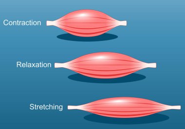 Muscle relaxation, stretching, and contraction. Close-up of a Skeletal muscle fiber. Isometric flat vector Illustration clipart