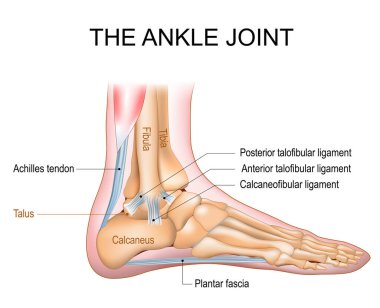 Ayak bileği eklem anatomisi. Talocrural bölgesi ya da atlayan kemik. Ayak ve bacağın birleştiği yer insan vücudunun bir parçası. Plantar fasya ve aşil tendonu. Bilek ekleminin yan bağları ön talofibular, posterior talofibular ve Calca.