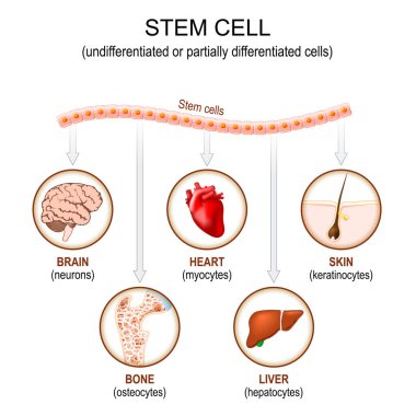 Stem cell application. Undifferentiated or partially differentiated cells. Using stem cells to treat disease. Vector illustration clipart