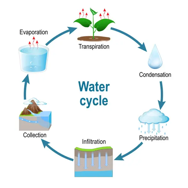 stock vector Water cycle. Schematic diagram representation of the water cycle in nature. Circulation and condensation. the hydrological cycle process visually for learning course. infographic vector flat illustration