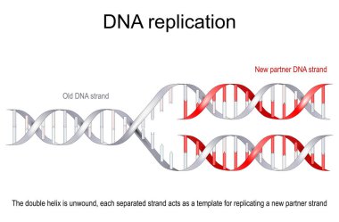 Bir DNA Çoğaltma modeli. Eski çift sarmal (gri) açıktır, her bir ayrık iplik yeni bir ortak ipliğini kopyalamak için bir şablon görevi görür (kırmızı). vektör düz illüstrasyon