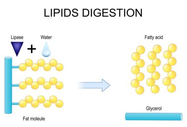 Lipies sindirimi. Lipolizis. Enzimler yağ hidrolizi katalizörünü hızlandırır. vektör düz illüstrasyon
