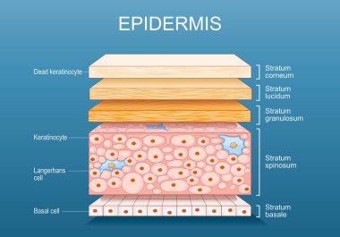 Epidermi anatomisi. Deri yapısı. Hücre ve insan derisi katmanları. Üst derinin çapraz kesimi. Vektör posteri. Isometric Düz İllüstrasyon.