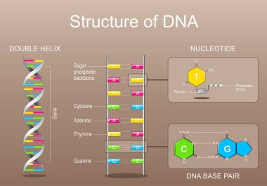 DNA yapısı. Fosfat grubu, Ribose, Adenine, Thymine, Cytosine veya Guanine ile Nükleotid. DNA baz çiftine yakın çekim. Gene, DNA ve genom dizisi. Moleküler biyoloji. Vektör posteri. Isometric Düz İllüstrasyon.