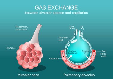 Alveolus Gas exchange between alveolar spaces and capillaries. Close-up of a Respiratory bronchiole, Alveolar sac, pulmonary alveolus and capillary with Red blood cells. Vector poster. Isometric Flat illustration. clipart