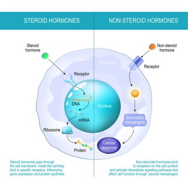 Steroid olmayan hormonlar ve steroid hormonları arasındaki fark. Steroid hormonları hücre zarından geçer. Hücrenin içinde belli reseptörlere bağlanarak gen ifadesini ve protein sentezini etkiliyorlar. Steroidal olmayan hormonlar reseptöre bağlanır.
