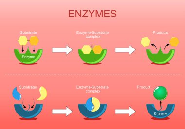 Enzim fonksiyonu. Proteinler, sentez ya da bozulma gibi kimyasal reaksiyonları hızlandırarak biyolojik katalizör görevi görürler. Isometric Düz vektör çizimi