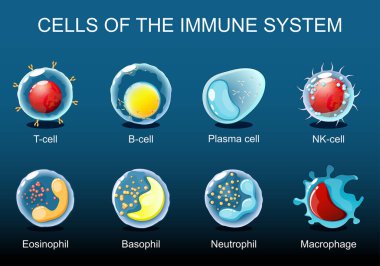 Bağışıklık sisteminin hücreleri. Beyaz kan hücreleri veya lökosit plazma hücreleri, Eosinophil, Neutrophil, Basophil, Macrophage, T-cell, NK-cell, B-cell. Isometric Düz vektör çizimi