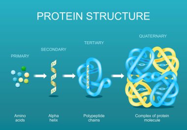Protein yapısı. Amino asitler, alfa sarmal, polipeptit zinciri ve protein molekülü kompleksi. Protein (polipeptit), amino asit dizilerinden oluşan bir polimerdir. Isometric Düz vektör çizimi.