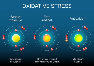 Serbest radikal, kararlı molekül ve antioksidan. Atom yapısı. Antioksidan elektronu Free Radikal 'e bağışlıyor. Oksidatif stres. Isometric Düz vektör çizimi.
