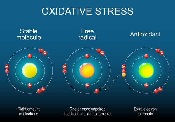 Free radical, Stable molecule and Antioxidant. Atom structure. Antioxidant donates electron to Free radical. Oxidative stress. Isometric Flat vector illustration.